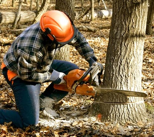 Tree Removal in Ellsworth, KS